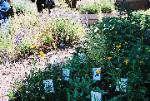 Medicinal Herb Bed