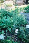 Ecology Action Gardens: Medicinal Herb Bed (photo by Nikki Rose)